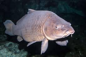 image of carp
